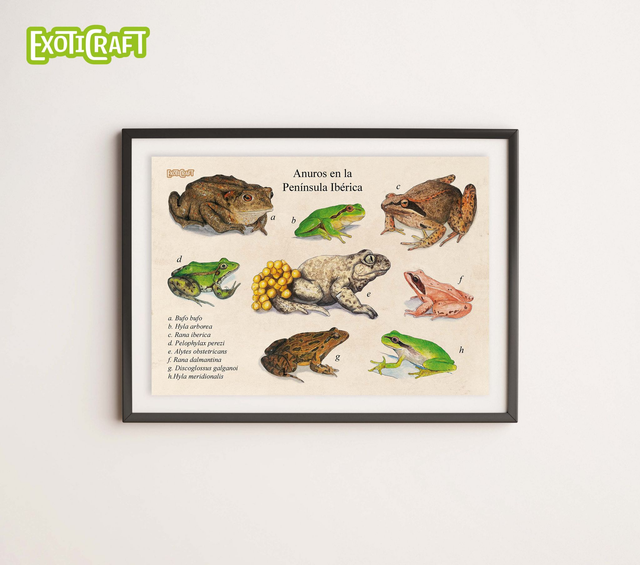 Anuros de la península ibérica