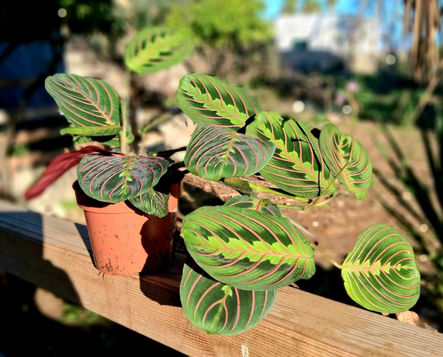 B69 . Maranta leuconeura 'Lemon Lime'