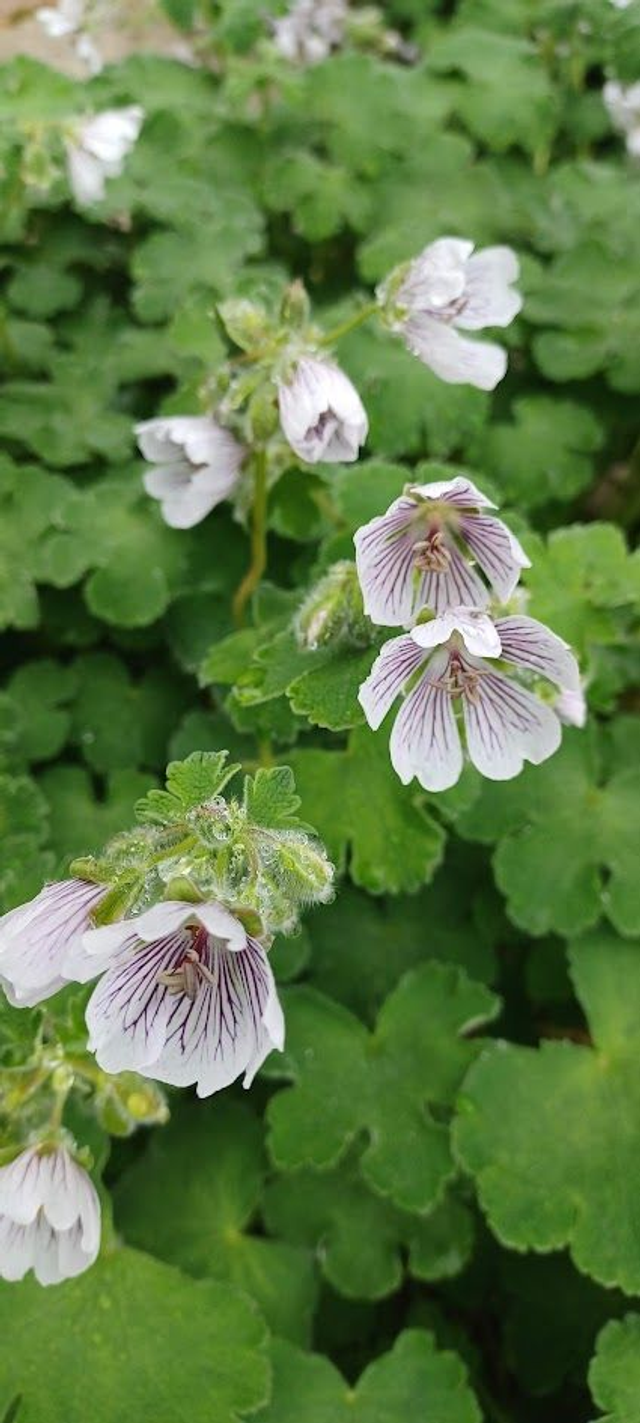Geranium renardii