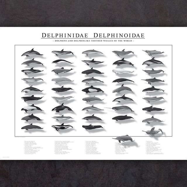 Delfinposter / Kunstdruck DELPHINIDAE DELPHINOIDAE