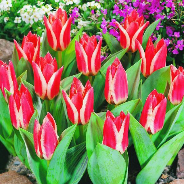 Tulipe Pinocchio – Bulbes à fleurs