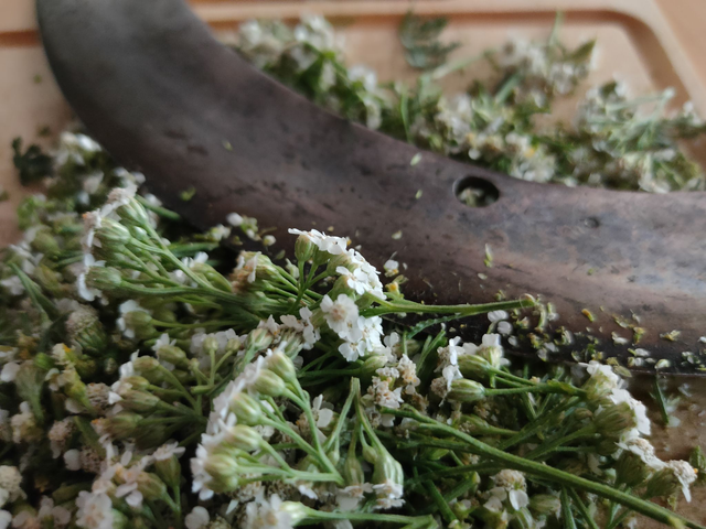 Alcoolature Achillée millefeuille