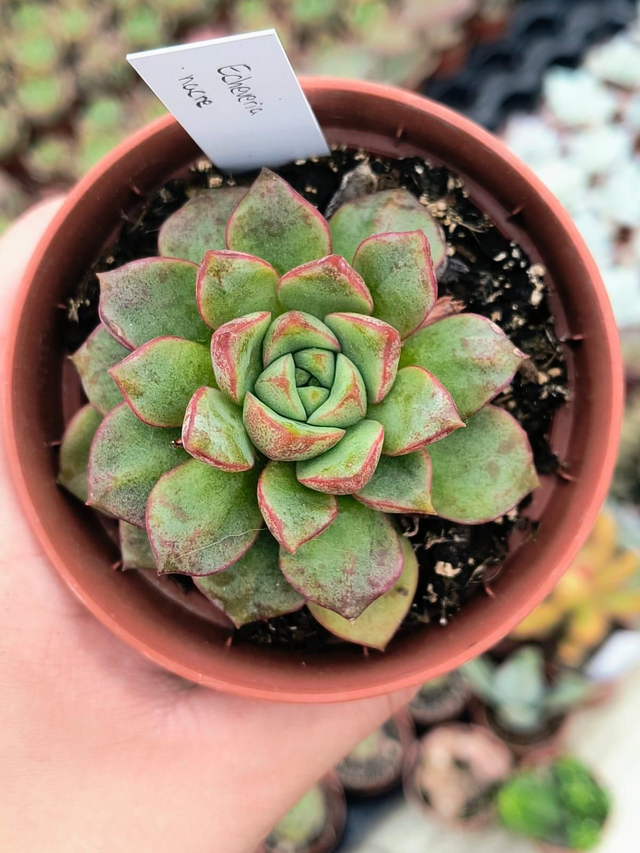 Echeveria nacre