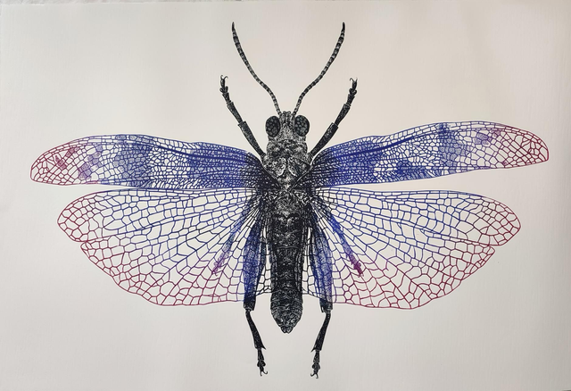 Sphingonotus caerulans caerulans, xylographie 80x120 cm