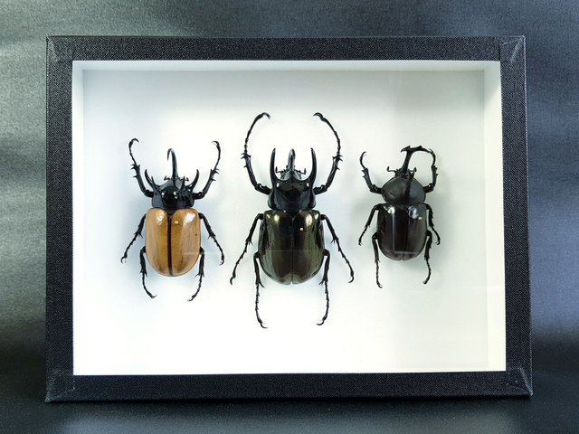 Trio de Dynastes