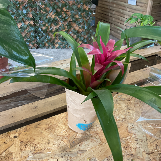 Bromelia 