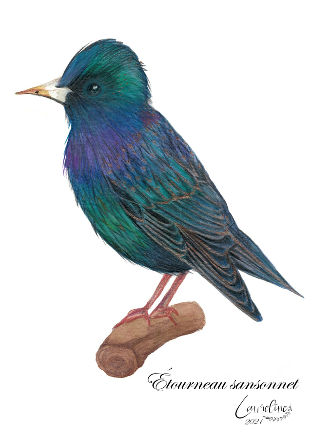 Carte postale Etourneau