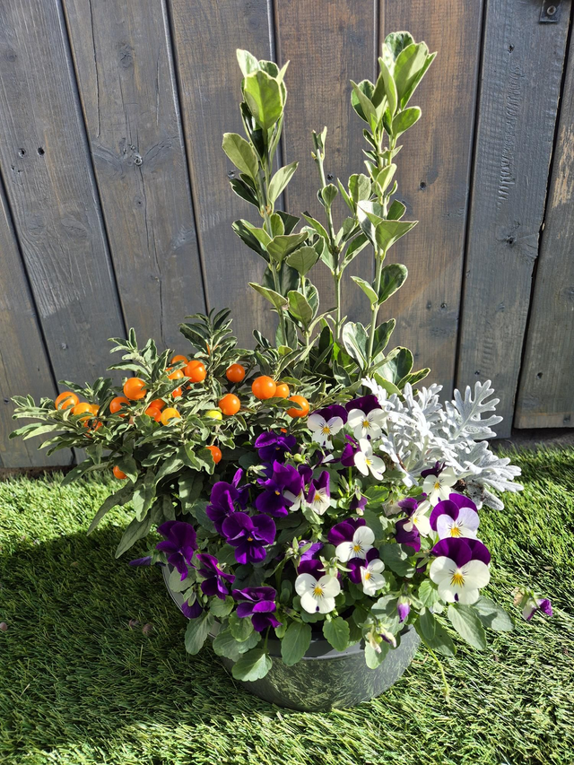 Coupe automne diam 25cm 5 plantes