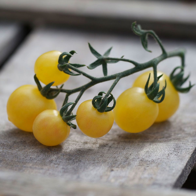 Tomate cerise blanche Snowberry