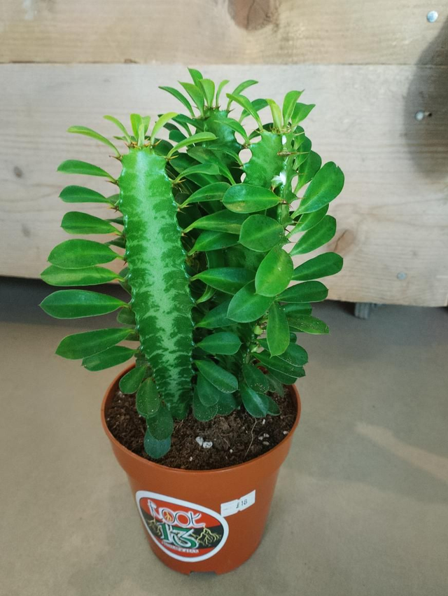 Euphorbia trigona in 12cm pot. 