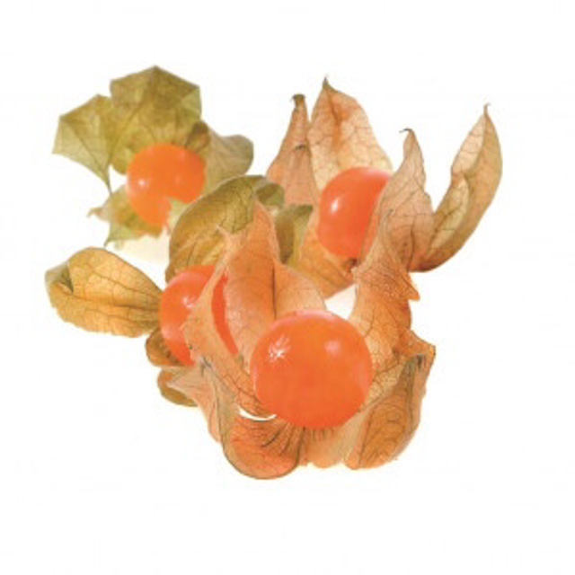 Physalis - Coqueret du Pérou AB