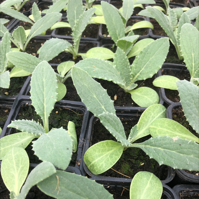 Artichauts impériale Star Bio