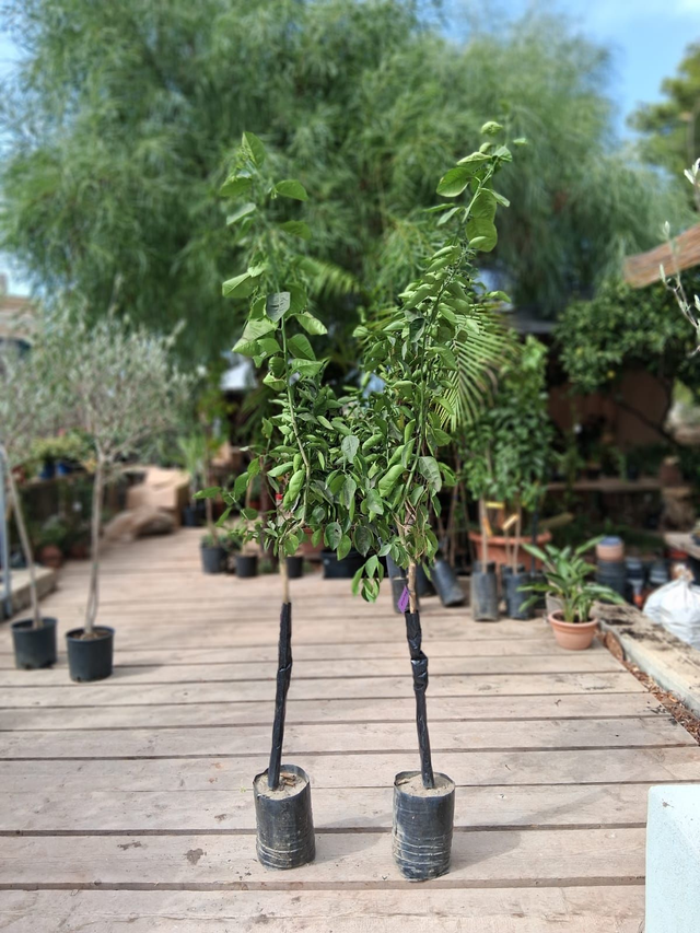 N18 . Arancio sanguinello