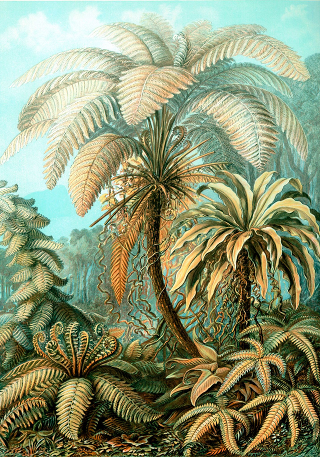 Palm Tree