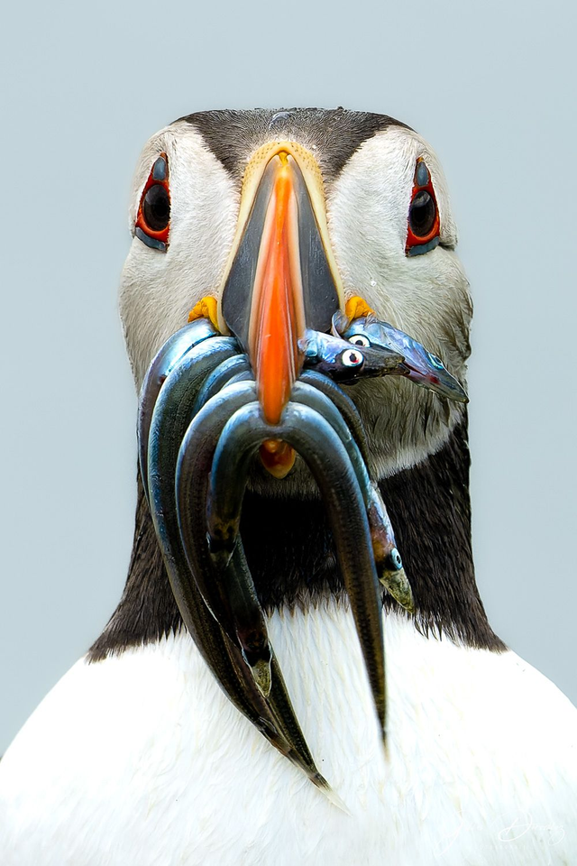 FS036 - Macareux moine