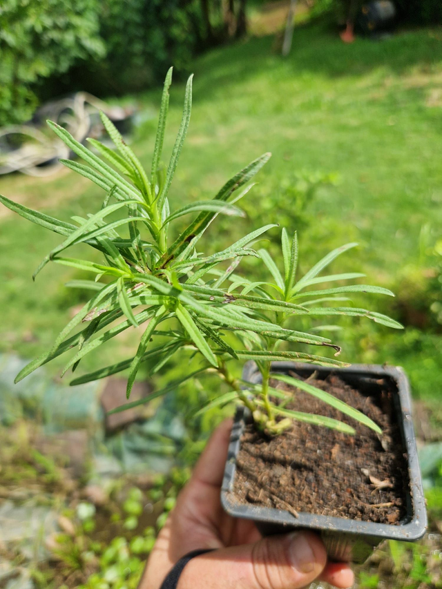 Plant de petite citronnelle bio