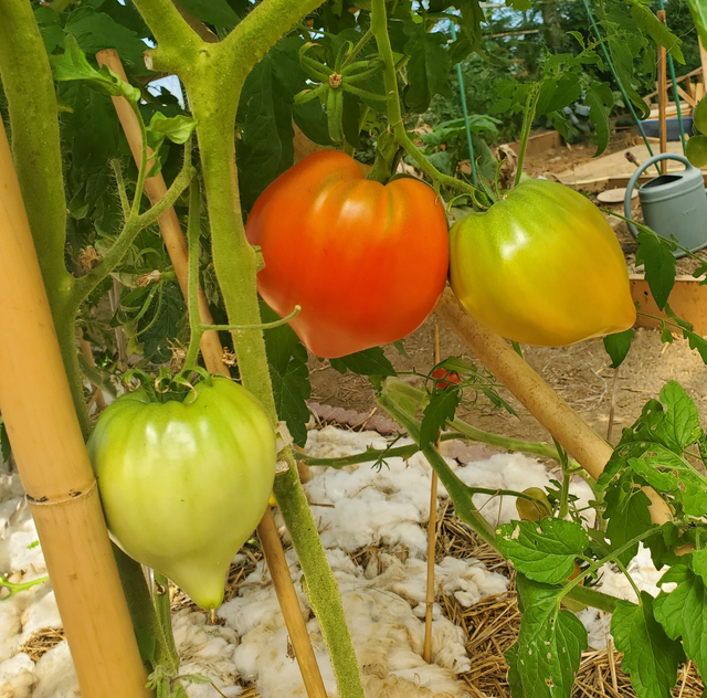 Tomate Coeur de boeuf rouge
