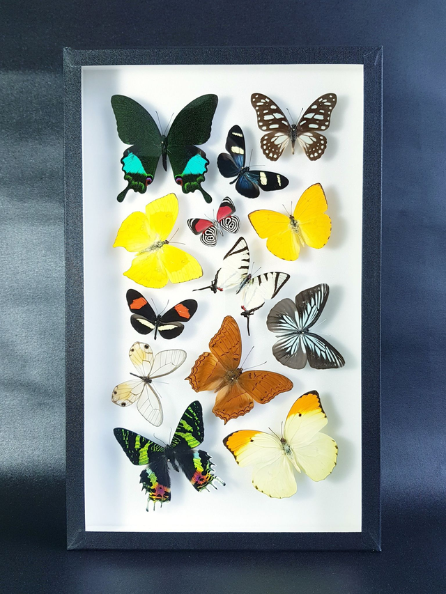 Collection de papillons du monde