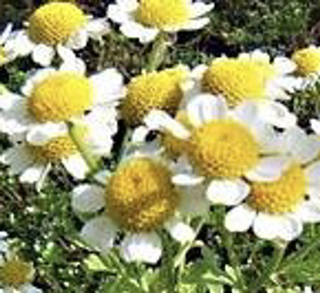 Grande Camomille NT- Tanacetum parthenium