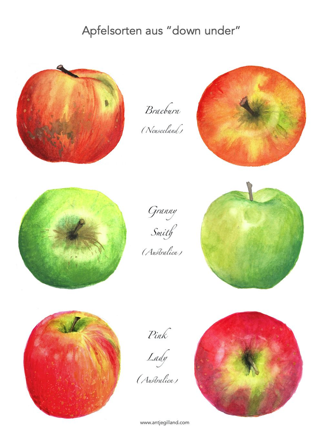 Äpfel aus 'down under' - Kunstdruck in A4