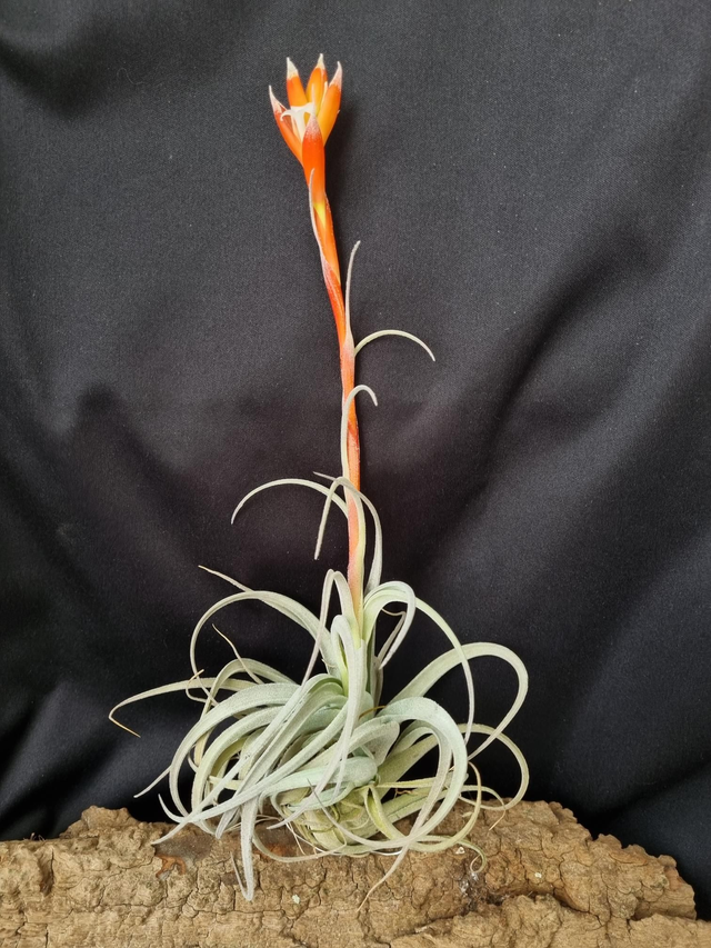 Tillandsia recurvifolia var. Subsecundifolia