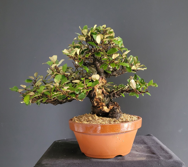 (f001) eleagnus