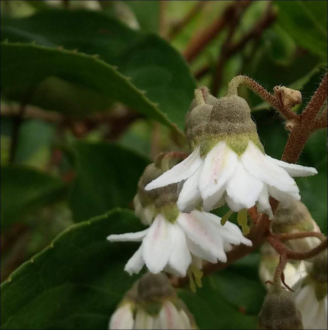 Deutzia Scabra - 1ltr pot