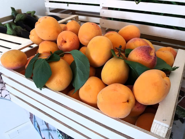 Albicocche del Vesuvio Presidio Slow Food