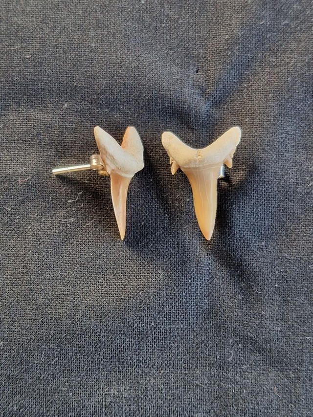 Fossilt - forstenet hajtand