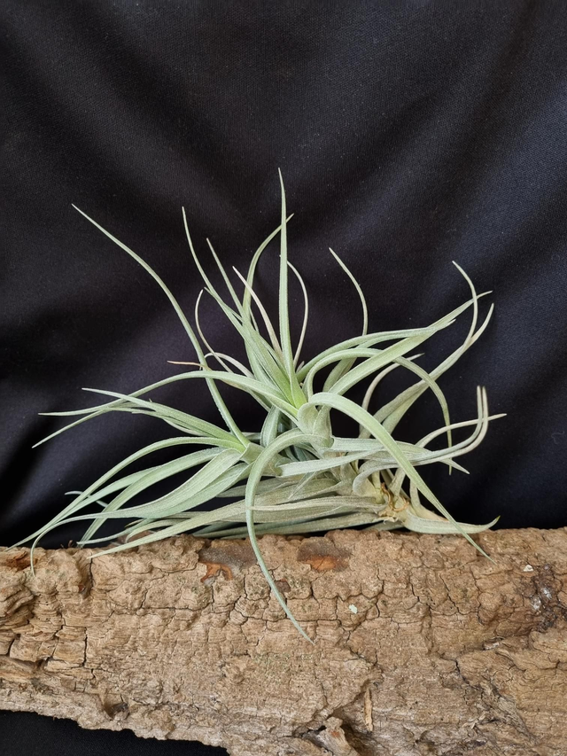 Tillandsia bergeri x tenuifolia 