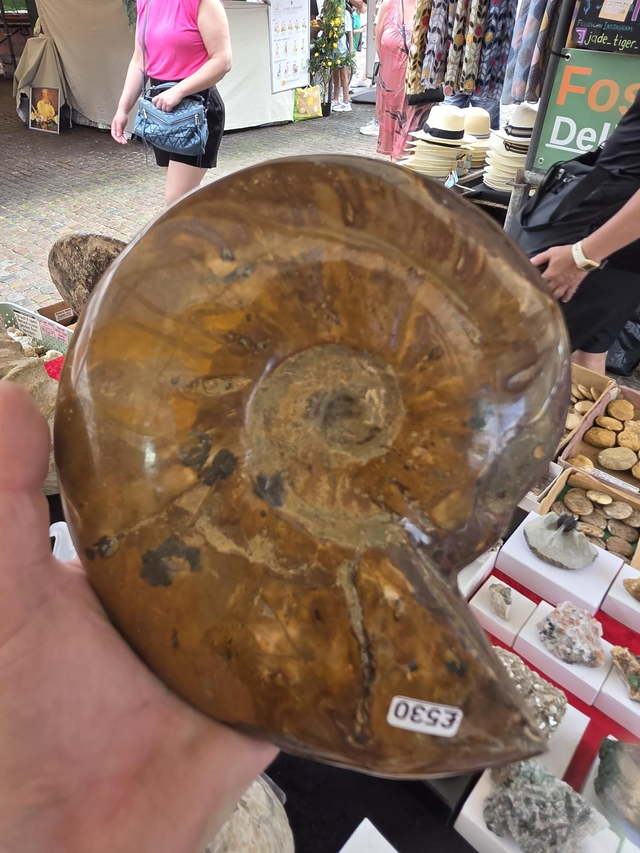 Massive polished ammonite