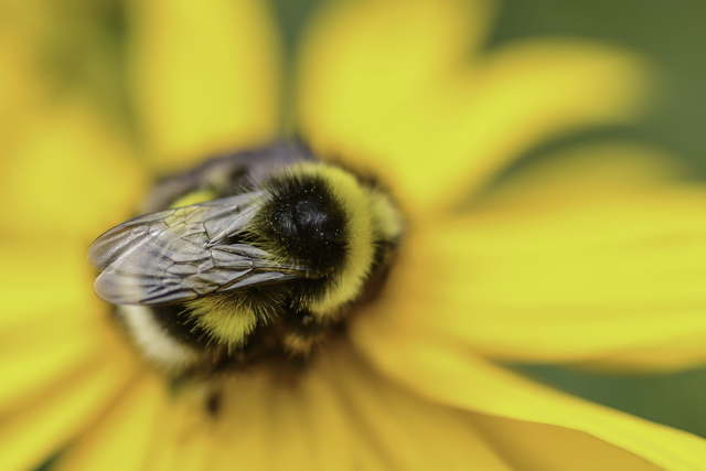 20 x 30 cm Bumble Bee