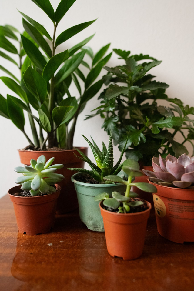 Kit du Jardinier flemmard - Xmas Kit 🎀