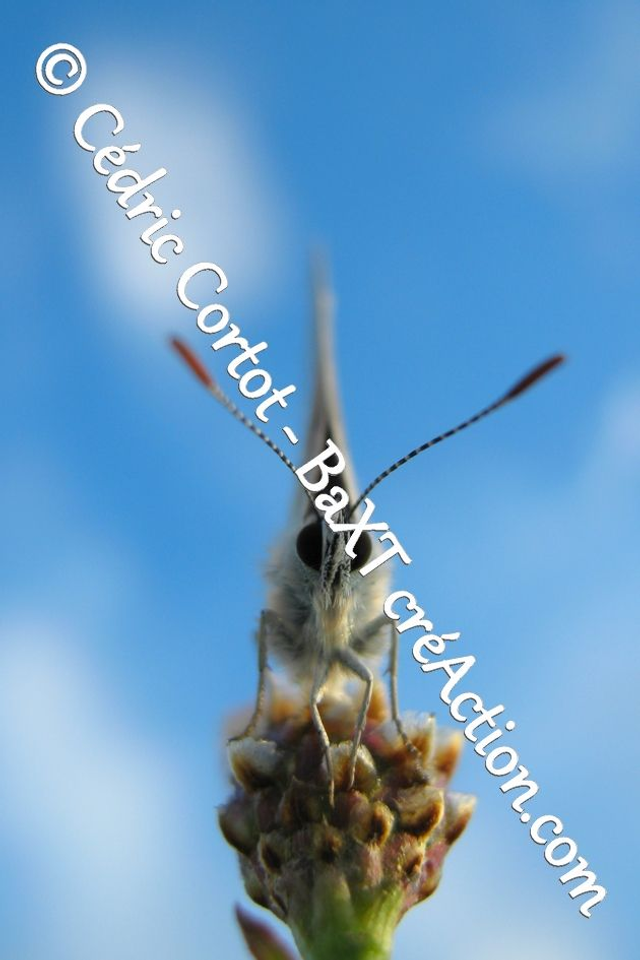 Impression sur alu dibond - Le petit monde du Vivant (ref 5579)