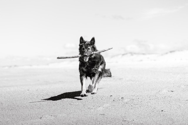 Portrait Animal de compagnie (extérieur)