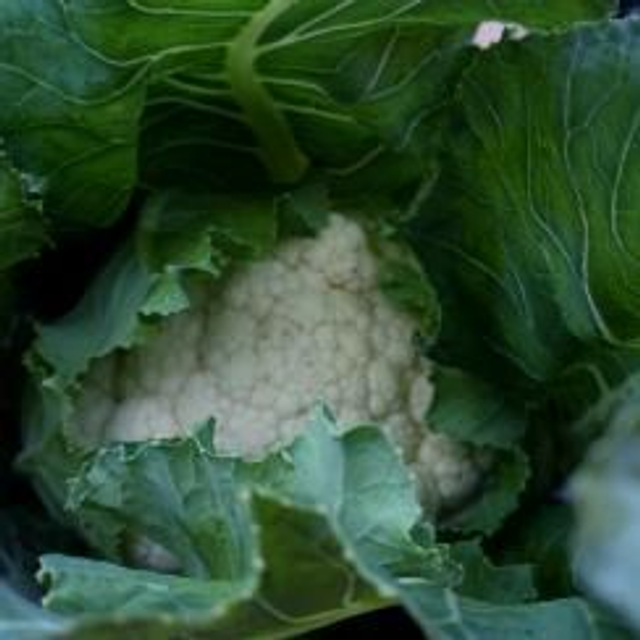 coliflor