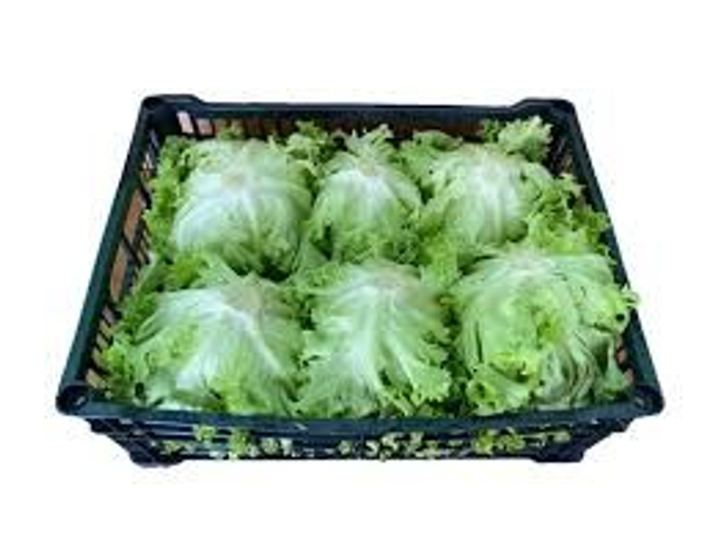 INSALATA GENTILINA 1PEZZO