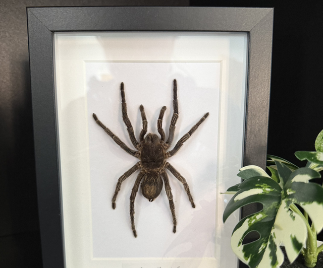 Carabaya Tarantula