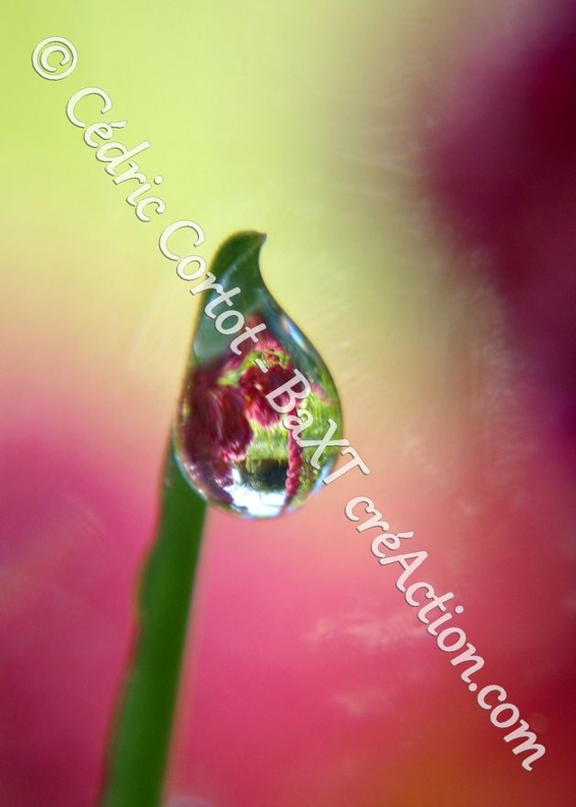 1 - Carte postale - Rosée et gouttes de pluie (Ref 100_3631)