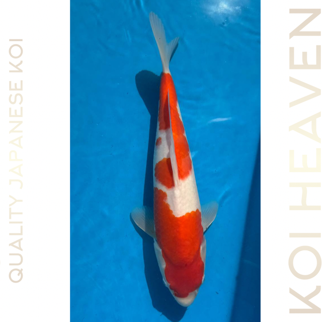 Dainichi Koi Farm Kohaku  Tosai 33cm