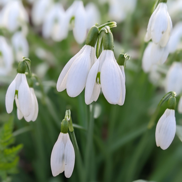 &#039;Snowdrops&#039;