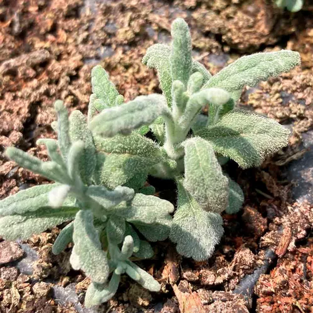 Plante saucisson / Germandrée pouilot