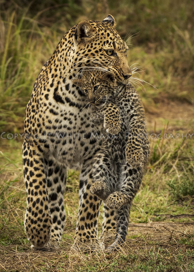 Luluka the female leopard carries her cub Jilime 