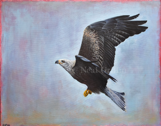 ‘Black Kite’ Giclee Print