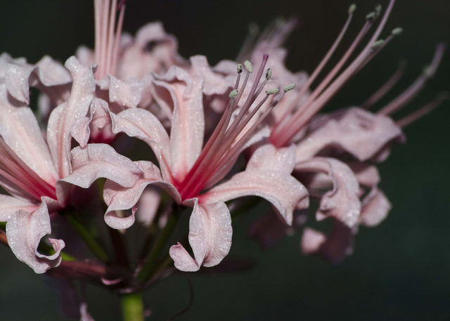 Igor VI - Nerine Sarniensis