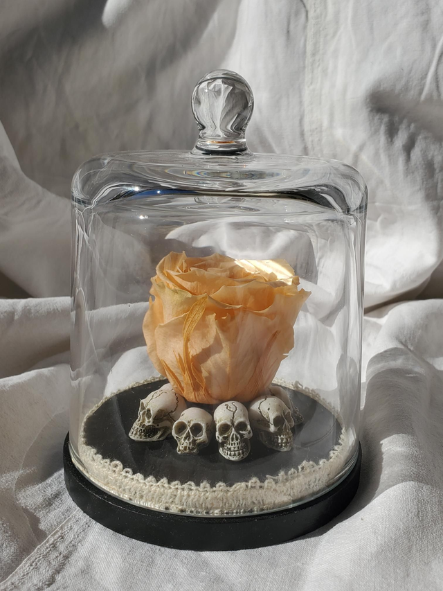 D09 Rose orange pale sur crâne