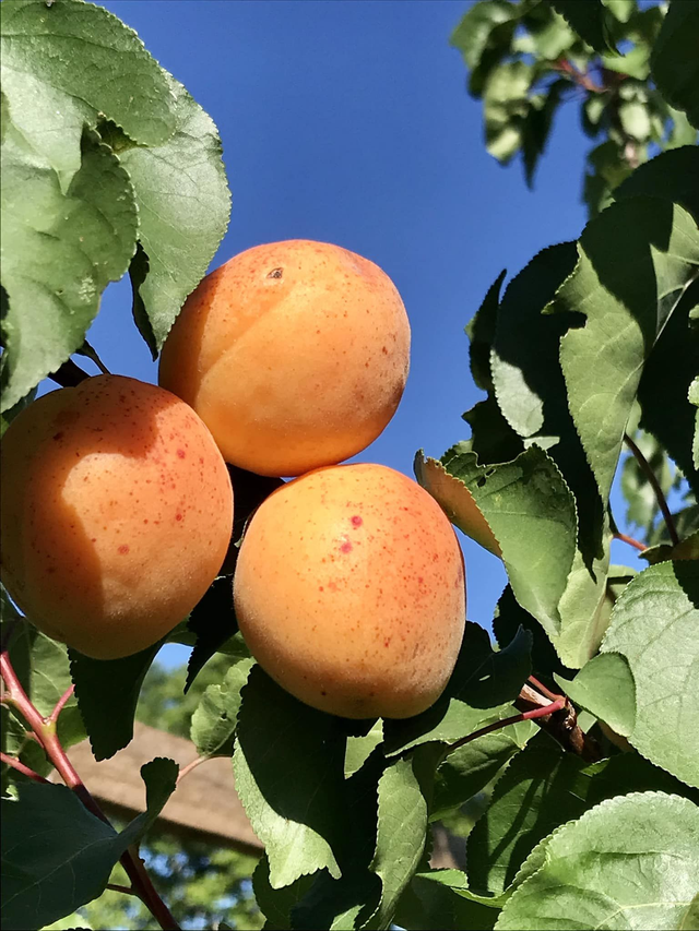 Abricotier - issu du semis de variétés diverses (Prunus armeniaca)