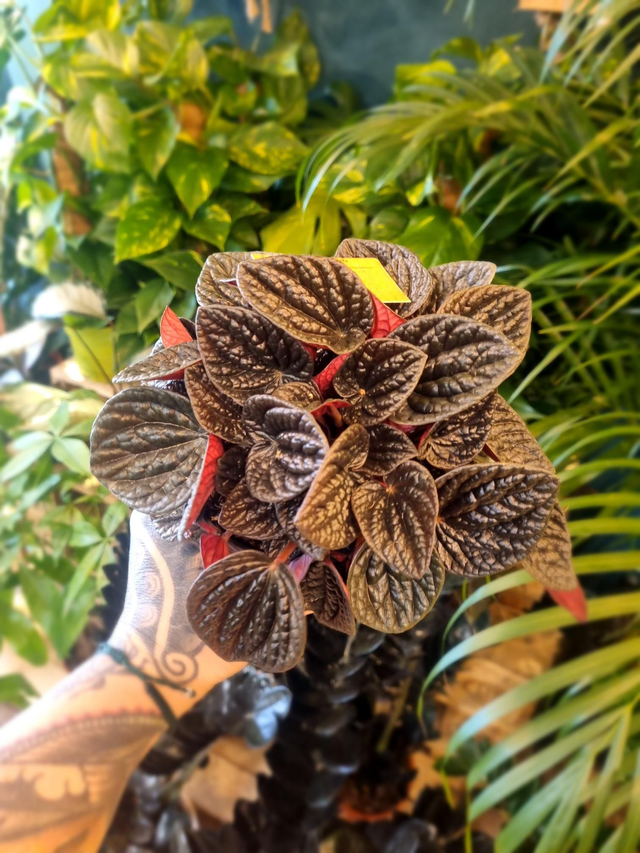 Peperomia chocolat in 12cm pot 