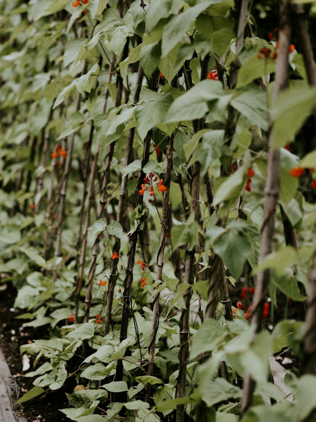 Runner beans