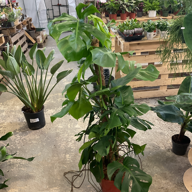 Monstera Pertusum